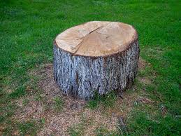 Best Tree Cabling and Bracing  in Malvern, IA