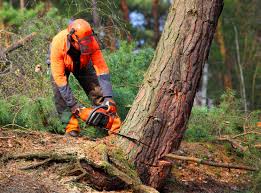 Best Tree Preservation Services  in Malvern, IA