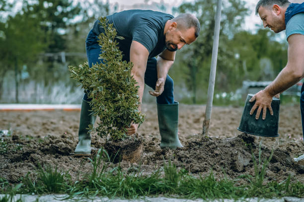 Best Tree Removal  in Malvern, IA