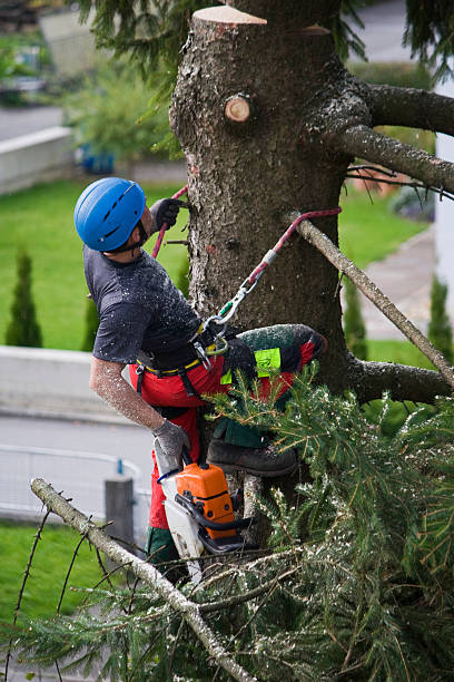 Best Organic Lawn Care Solutions  in Malvern, IA